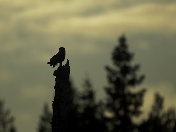 Suopöllö, Short-eared Owl, Asio flammeus