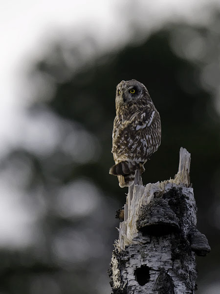 Suopöllö, Short-eared Owl, Asio flammeus