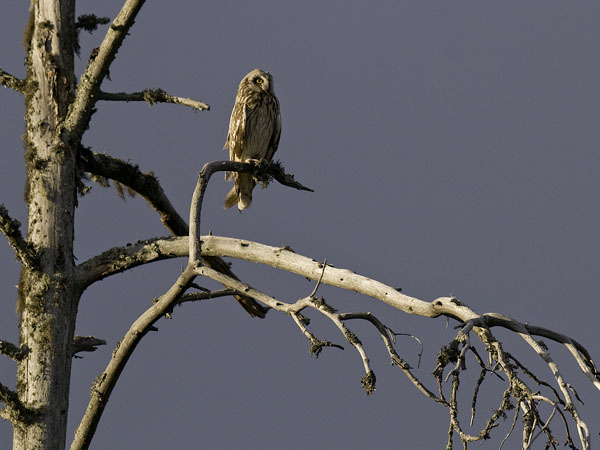 Suopöllö, Short-eared Owl, Asio flammeus