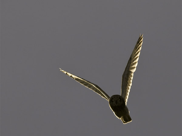 Suopöllö, Short-eared Owl, Asio flammeus