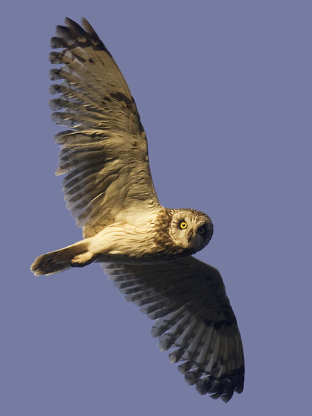 Suopöllö, Short-eared Owl, Asio flammeus