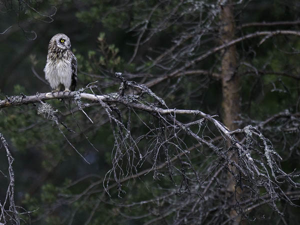 Suopöllö, Short-eared Owl, Asio flammeus