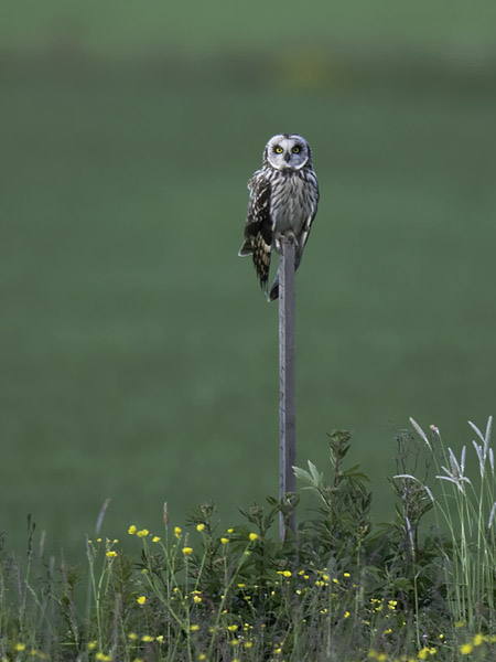 Suopöllö, Short-eared Owl, Asio flammeus