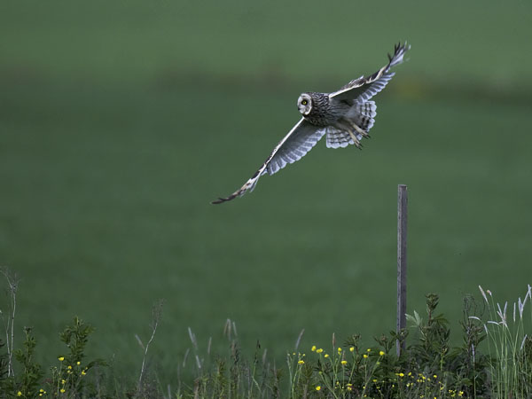 Suopöllö, Short-eared Owl, Asio flammeus