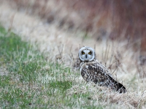 Suopöllö, Short-eared Owl, Asio flammeus