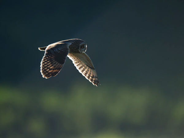 Suopöllö, Short-eared Owl, Asio flammeus