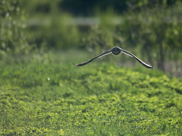 Suopöllö, Short-eared Owl, Asio flammeus
