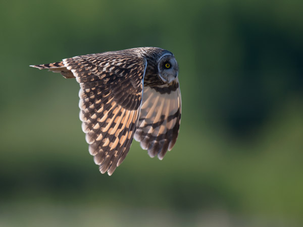 Suopöllö, Short-eared Owl, Asio flammeus
