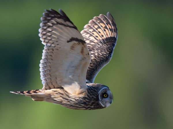 Suopöllö, Short-eared Owl, Asio flammeus
