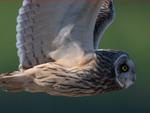 Suopöllö, Short-eared Owl, Asio flammeus