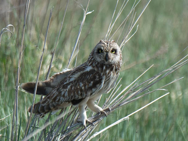 Suopöllö, Short-eared Owl, Asio flammeus