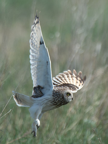 Suopöllö, Short-eared Owl, Asio flammeus
