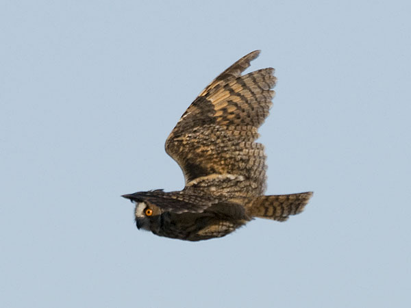 Sarvipöllö, Long-eared Owl, Asio otus