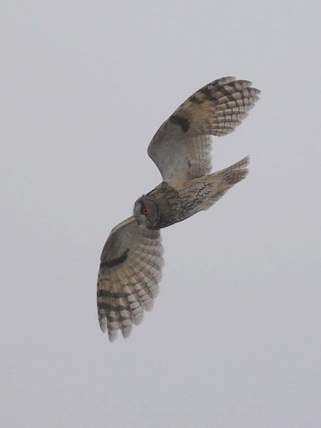 Sarvipöllö, Long-eared Owl, Asio otus