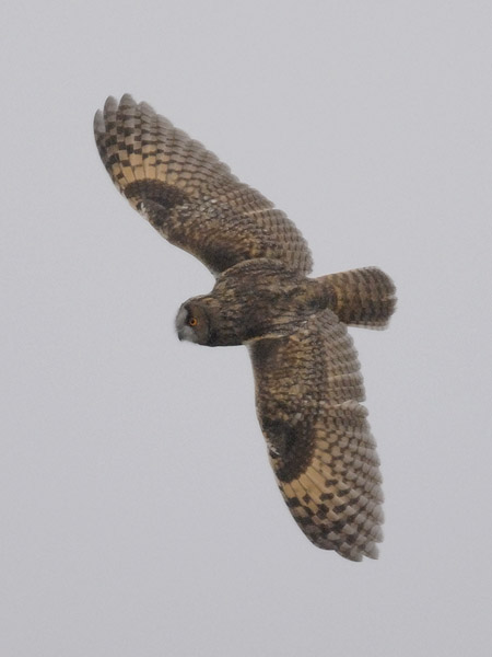 Sarvipöllö, Long-eared Owl, Asio otus