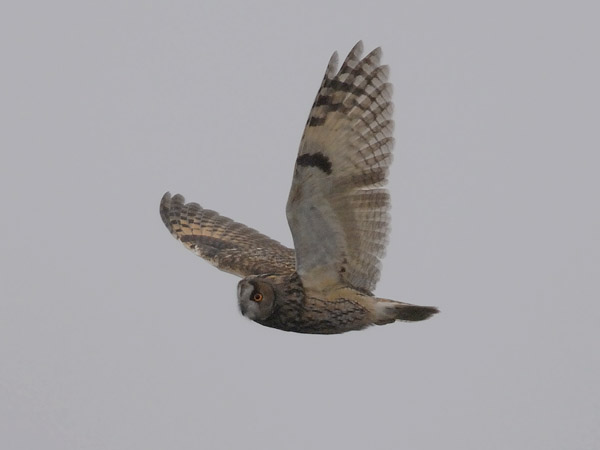 Sarvipöllö, Long-eared Owl, Asio otus