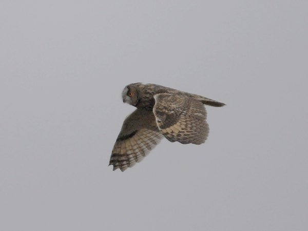 Sarvipöllö, Long-eared Owl, Asio otus