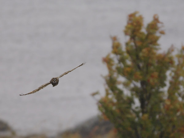 Sarvipöllö, Long-eared Owl, Asio otus