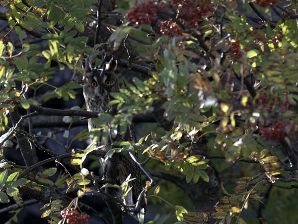 Sarvipöllö, Long-eared Owl, Asio otus