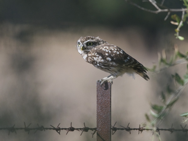 Minervanpöllö, Little Owl, Athene noctua