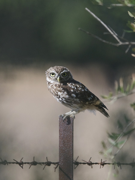 Minervanpöllö, Little Owl, Athene noctua