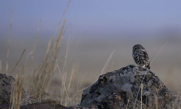 Minervanpöllö, Little Owl, Athene noctua