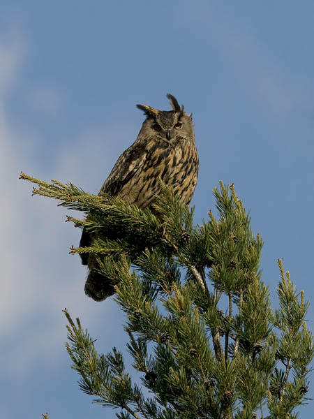 Huuhkaja, Eurasian Eagle Owl, Bubo bubo