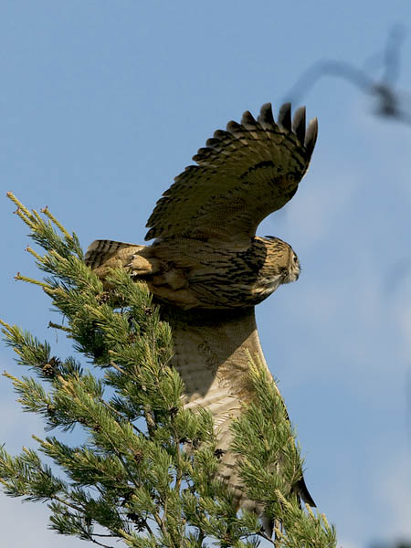 Huuhkaja, Eurasian Eagle Owl, Bubo bubo