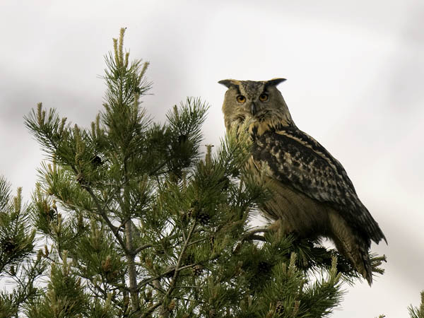 Huuhkaja, Eurasian Eagle Owl, Bubo bubo