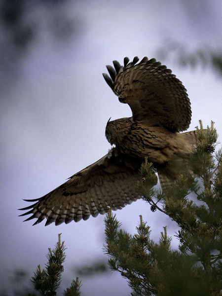 Huuhkaja, Eurasian Eagle Owl, Bubo bubo