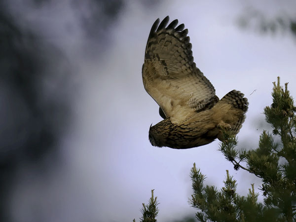 Huuhkaja, Eurasian Eagle Owl, Bubo bubo
