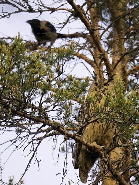 Huuhkaja, Eurasian Eagle Owl, Bubo bubo