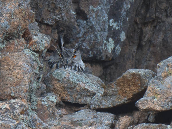 Huuhkaja, Eurasian Eagle Owl, Bubo bubo
