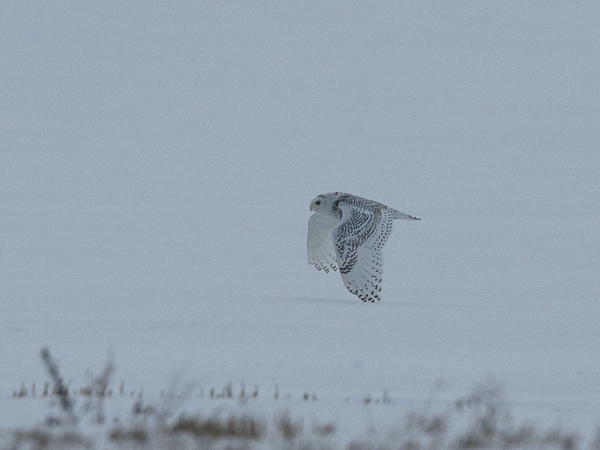 Tunturipöllö, Snowy Owl, Bubo scandiacus