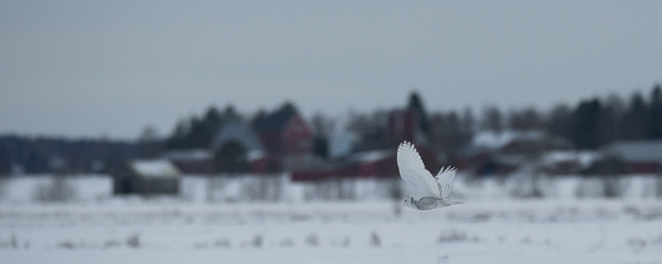 Tunturipöllö, Snowy Owl, Bubo scandiacus