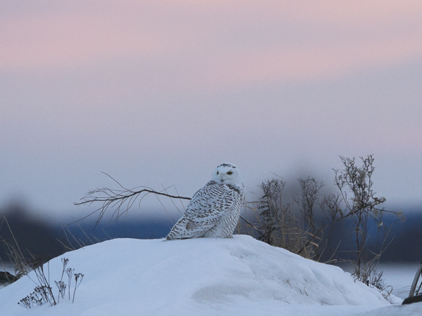 Tunturipöllö, Snowy Owl, Bubo scandiacus