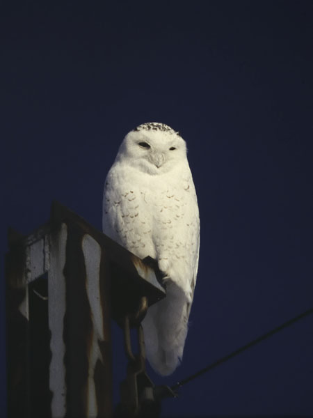 Tunturipöllö, Snowy Owl, Bubo scandiacus