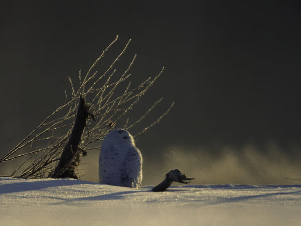 Tunturipöllö, Snowy Owl, Bubo scandiacus