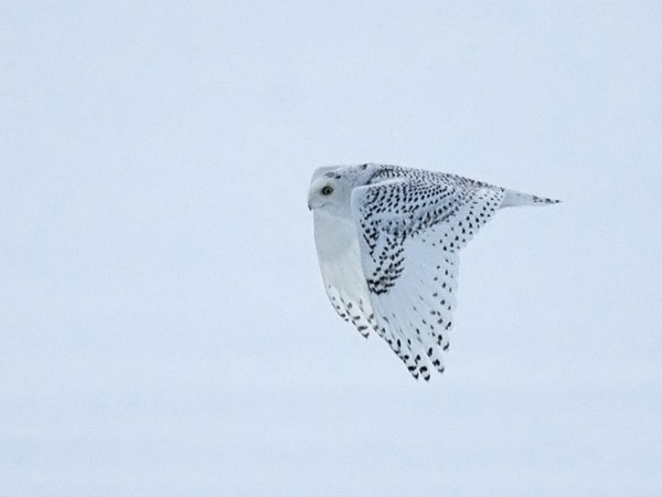 Tunturipöllö, Snowy Owl, Bubo scandiacus