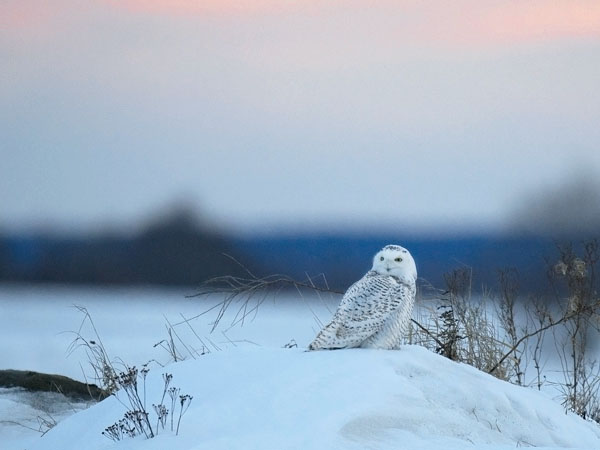 Tunturipöllö, Snowy Owl, Bubo scandiacus