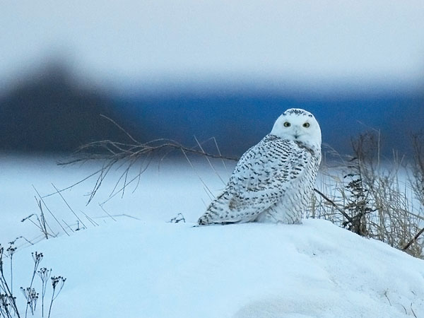 Tunturipöllö, Snowy Owl, Bubo scandiacus