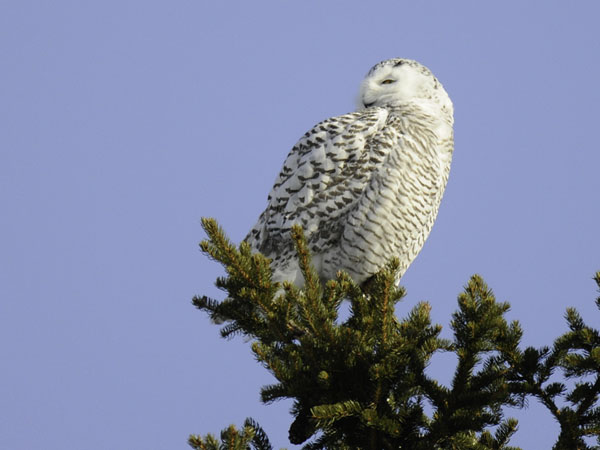 Tunturipöllö, Snowy Owl, Bubo scandiacus