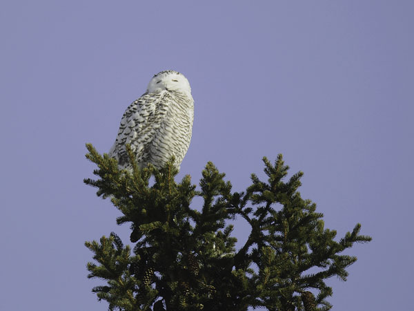 Tunturipöllö, Snowy Owl, Bubo scandiacus