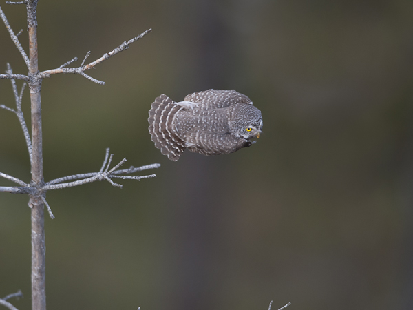Varpuspöllö, Eurasian Pygmy Owl, Glaucidium passerinum 