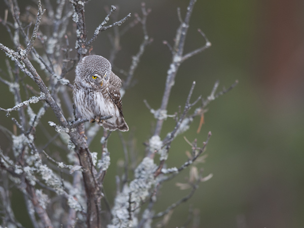 Varpuspöllö, Eurasian Pygmy Owl, Glaucidium passerinum 