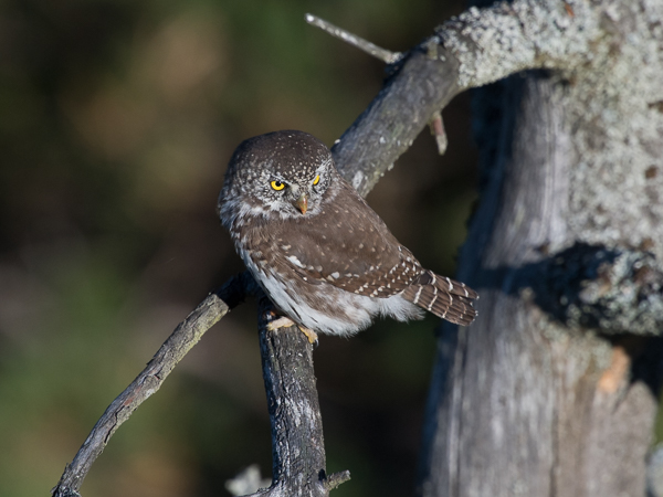 Varpuspöllö, Eurasian Pygmy Owl, Glaucidium passerinum 