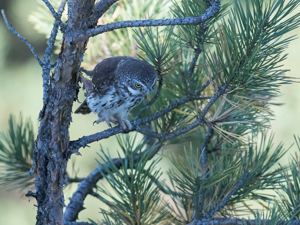 Varpuspöllö, Eurasian Pygmy Owl, Glaucidium passerinum 