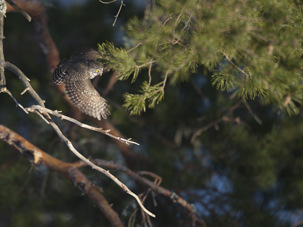 Varpuspöllö, Eurasian Pygmy Owl, Glaucidium passerinum 
