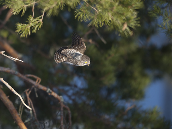 Varpuspöllö, Eurasian Pygmy Owl, Glaucidium passerinum 