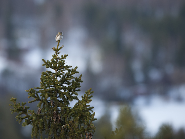 Varpuspöllö, Eurasian Pygmy Owl, Glaucidium passerinum 
